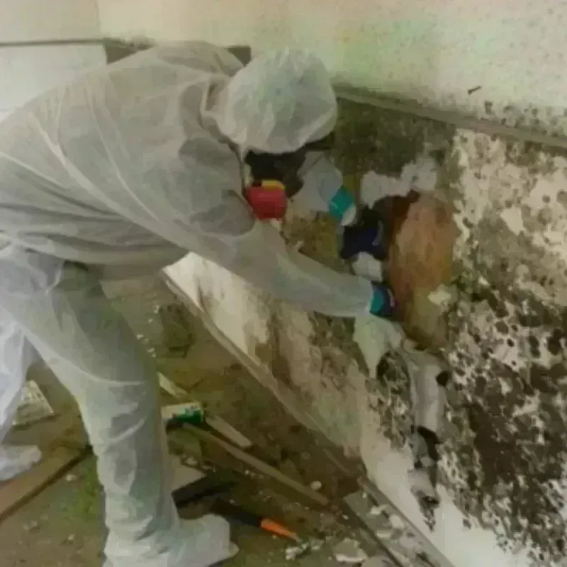 Mold Remediation and Removal in Big Lake, AK